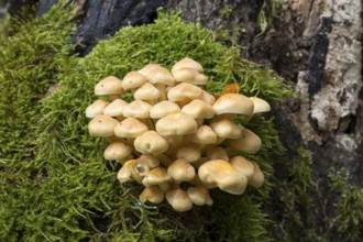 Sulphur head (Hypholoma), tree fungi with moss on a tree trunk, Stubbenkammer, Jasmund National