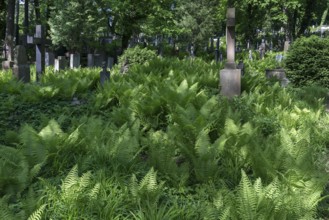 Ferns at Lützenhofer Cemetery Lychakivskiy Cemetery, Lviv, Galicia, Ukraine