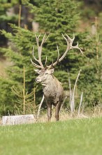 Red deer (Cervus elaphus) during the rutting season, capital stag in a forest clearing, wildlife,