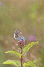 Blue butterfly (Polyommatus icarus), Common blue, female on a flower of Hemp agrimony (Asteraceae)
