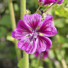 Common mallow (Malva sylvestris), flower in a meadow, medicinal plant, aromatic plant, medicinal