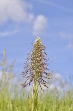 Goat's tongue (Himantoglossum hircinum), inflorescence with open white-purple flowers, in a meadow