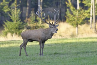 Red deer (Cervus elaphus) during the rutting season, a large stag roaring in a forest clearing,