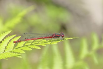 Large red damselfly (Pyrrhosoma nymphula), sitting on bracken, close-up, Wilnsdorf, North