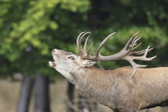 Red deer (Cervus elaphus) during the rutting season, a large stag roaring in a forest clearing,