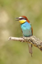 European bee-eater (Merops apiaster) sitting on a branch covered with green lichen, Lake Neusiedl,