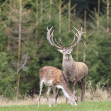 Red deer (Cervus elaphus) in rutting season, capital stag with doe in a forest clearing, wildlife,
