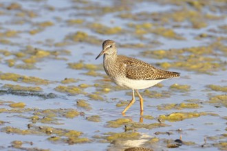 Redshank (Tringa totanus) walking in the silt on the shore, Ziggsee, Lake Neusiedl National Park,