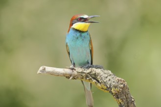 European bee-eater (Merops apiaster) sitting on a branch covered with green lichen, Lake Neusiedl,