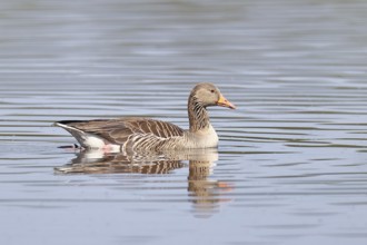 Greylag goose (Anser anser), swimming on a pond, Wagbachniederung nature reserve, Waghäusel,