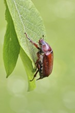 May beetle, wood cockchafer (Melolontha hippocastani), female, on leaf of a willow (Salix caprea),