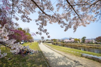 Cherry blossoms in a park on the Kamo River, Kyoto, Japan
