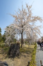 Blooming cherry trees in Seiryu-en Garden, Sakura, former imperial villa Nijo Castle, Kyoto, Japan