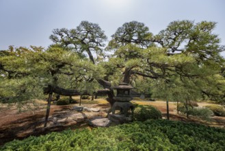 Yukimi-gata, four-legged stone lantern, Ninomaru Garden, former imperial villa, Nijo Castle, Kyoto,