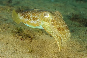 Underwater photo close-up of cuttlefish (Sepia officinalis) cephalopod family of squid swimming