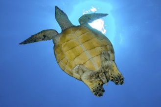 Underwater photo backlit shot of underside of carapace of Hawksbill sea turtle (Eretmochelys