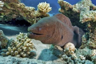 Underwater photo close-up of large adult giant moray eel (Gymnothorax javanicus) predator looking
