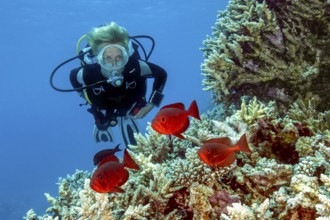 Underwater photo of diver looking at small group of Indo-Pacific bigeye perch (Priacanthus hamrur)