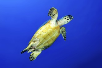 Underwater photo of Hawksbill sea turtle (Eretmochelys imbricata) Sea turtle swimming in blue sea