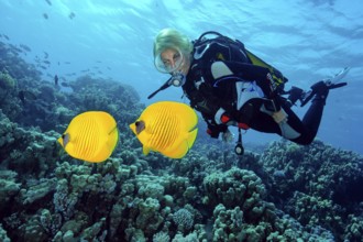 Underwater photo of diver looking at pair of Maskarill masked butterflyfish (Chaetodon