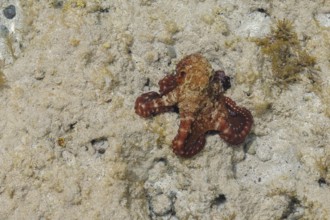 Underwater photo of juvenile very small common octopus (Octopus vulgaris) Common octopus Cephalopod