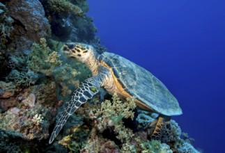 Underwater photo of Hawksbill sea turtle (Eretmochelys imbricata) eating broccoli soft coral