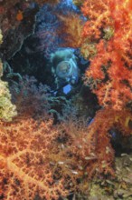Underwater photo of diver looking through small opening into tropical living colourful coral reef