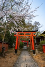 Blooming cherry trees, red torii gates at Takenaka-Inari-Jinja Shrine, Kyoto, Japan
