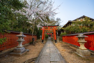 Blooming cherry trees, red torii gates at Takenaka-Inari-Jinja Shrine, Kyoto, Japan