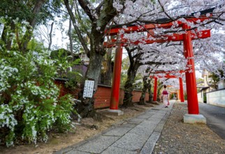 Japanese woman wearing kimono under blossoming cherry trees, Torii Gate at Takenaka-Inari-Jinja