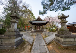 Takenaka-Inari-Jinja Shrine, Cherry Blossom, Kyoto, Japan
