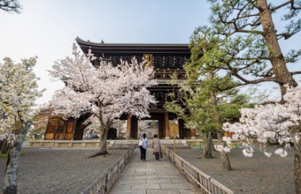 Sanmon Gate and blooming cherry trees, Konkai-Komyoji Temple, Buddhist Temple, Kyoto, Japan