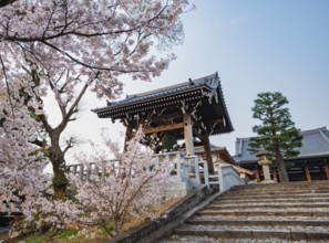 Shoro Bell Tower and Blooming Cherry Trees, Konkai-Komyoji Temple, Buddhist Temple, Kyoto, Japan