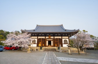 Japanese temple with blooming cherry trees, Amidado, Konkai-Komyoji Temple, cherry blossom season,