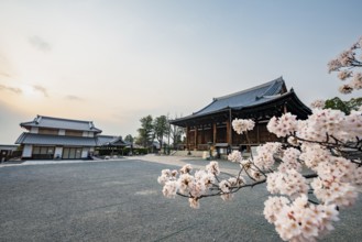 Mie-do and Kaian, Buddhist Temple and Cherry Blossom, Konkai-Komyoji Temple, Kyoto, Japan