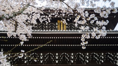 Detail of Sanmon Gate and blooming cherry trees, Konkai-Komyoji Temple, Buddhist Temple, Kyoto,