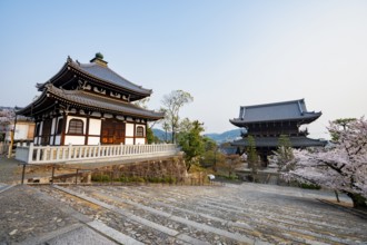 Nokotsudo and Sanmon Gate in the evening light with blooming cherry trees, Buddhist temple,