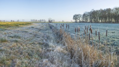 View over a pasture along a small ditch where bulrushes (Typha) grow, Wehden, Cuxhaven, Lower