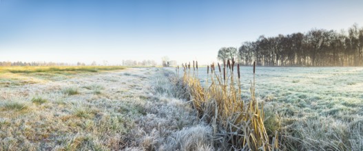 View across a pasture along a small ditch where bulrushes (Typha) grow, Wehden, Cuxhaven, Lower