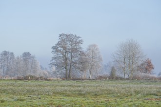 View across a meadow to a row of trees in winter, Wehden, Cuxhaven, Lower Saxony, Germany