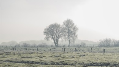 Picture of two trees defusing back light in winter, winter, Wehden, Cuxhaven, Lower Saxony, Germany
