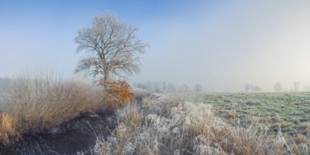 View along a ditch where trees and grasses grow on the shore and the morning dew is frozen, Winter,