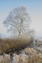View along a ditch where trees and grasses grow on the shore and the morning dew is frozen, Winter,