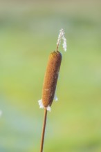 Close-up of a cattail (Typha) that is slightly frozen, Wehden, Cuxhaven, Lower Saxony, Germany
