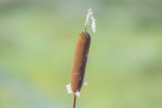 Close-up of a cattail (Typha) that is slightly frozen, Wehden, Cuxhaven, Lower Saxony, Germany