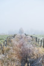 View of a tree disappearing in fog along an almost overgrown ditch, Wehden, Cuxhaven, Lower Saxony,
