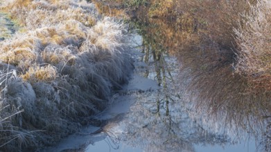Winter detailed view of vegetation growing on a ditch, Winter, Wehden, Cuxhaven, Lower Saxony,
