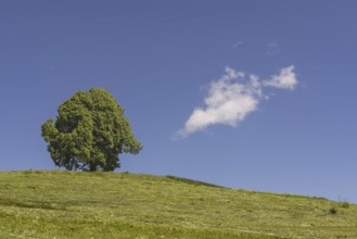 Hay harvest at the Friedenslinde (Tilia) on the Wittelsbacher Höhe, 881m, Illertal, Allgäu,