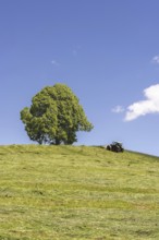 Hay harvest at the Friedenslinde (Tilia) on the Wittelsbacher Höhe, 881m, Illertal, Allgäu,
