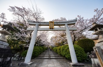 Shinto shrine, white torii gate with cherry blossoms, Munetada-Jinja Shrine, Japanese cherry